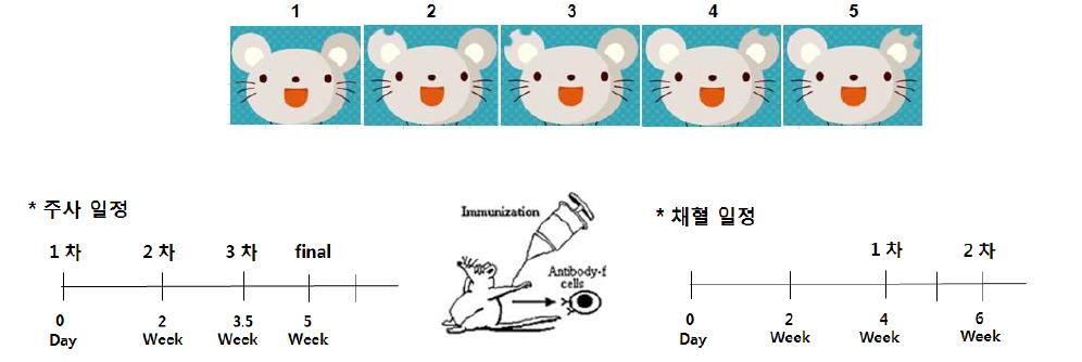 mouse ear tagging에 의한 개체번호 및 항원 주사일정 및 채혈 일정표