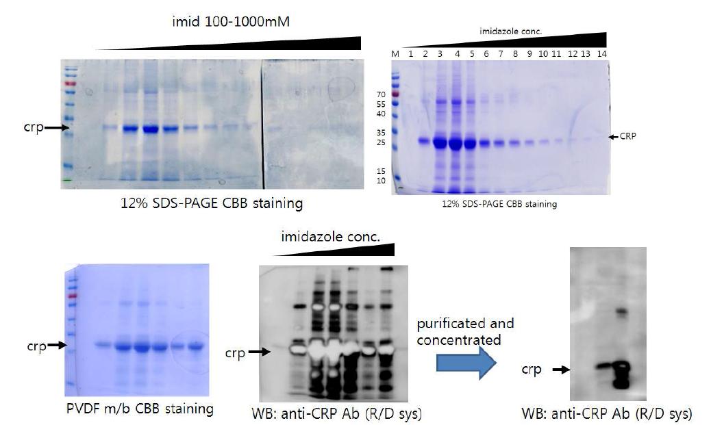Ni-NTA 정제법으로 최종 정제후 농축한 최종 CRP 단백질의 western blotting을 통한 확인