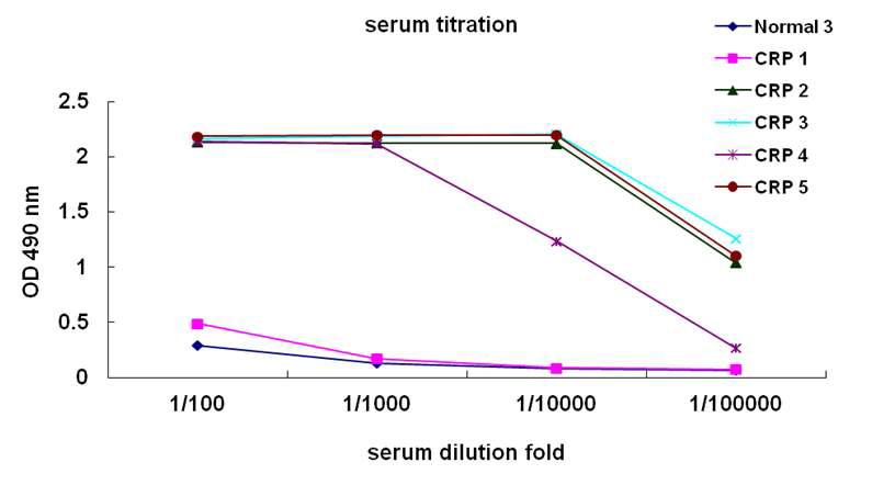 ELISA를 이용한 CRP 항원 주사로 면역화된 생쥐 serum titration