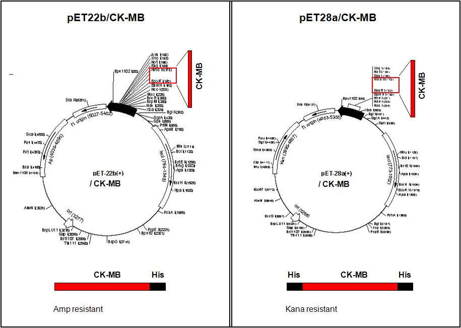 새로 구축된 CK-MB 유전자가 삽입된 plasmid DNA map