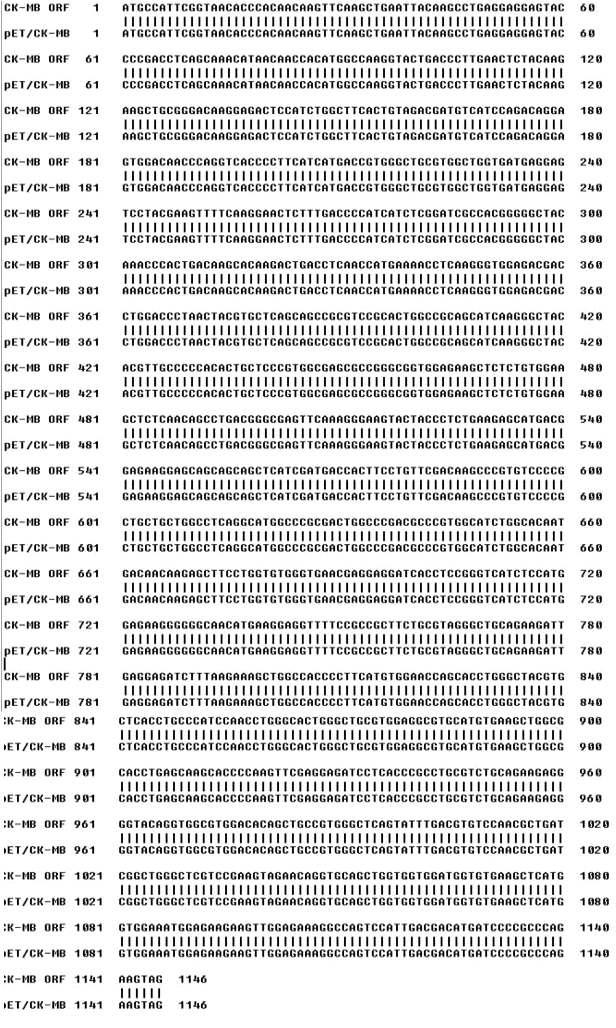 CK-MB 서열의 비교. CK-MB-ORF; 참고 서열, pET/CK-MB; pET22b(+)-cloned CK-MB 서열