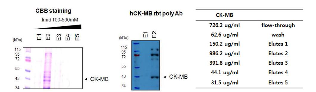 large scale up한 0.1mM IPTG induction을 통한 CK-MB 단백질 대량 생산 확인
