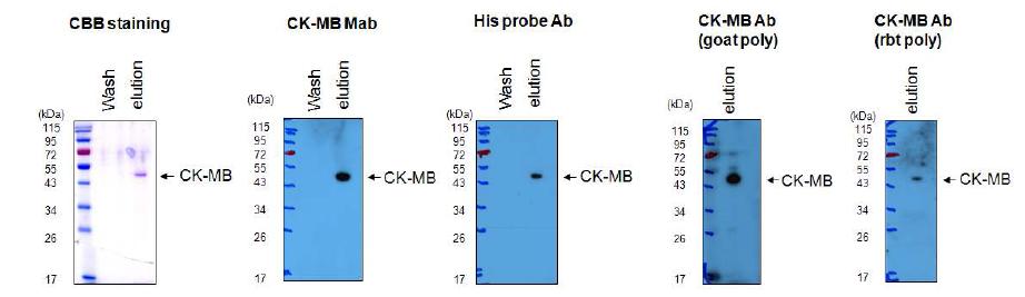 최종 정제된 CK-MB 단백질 확인. 사용된 항체는 SantaCruz 제품임.