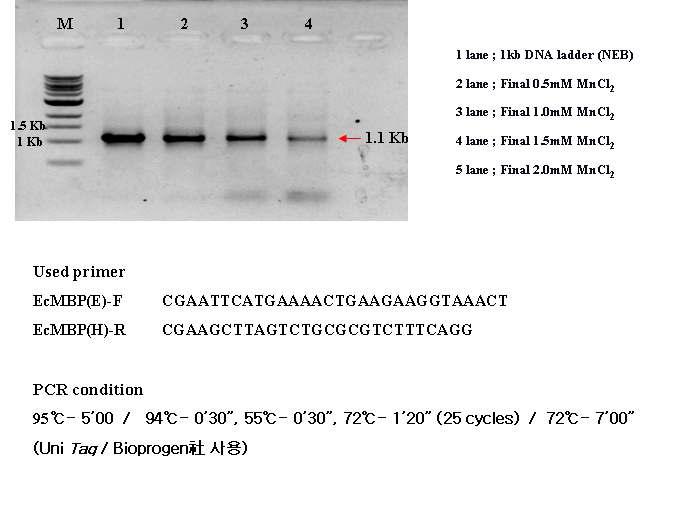 방향성 분자진화를 위한 EP PCR (Error-prone PCR) 기법