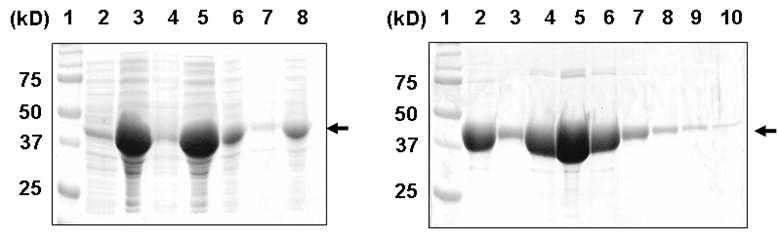 트롬빈 효소 처리에 의해 헥사히스티딘이 제거된 신기능 MBP-Cys-Cys 단백질 생산