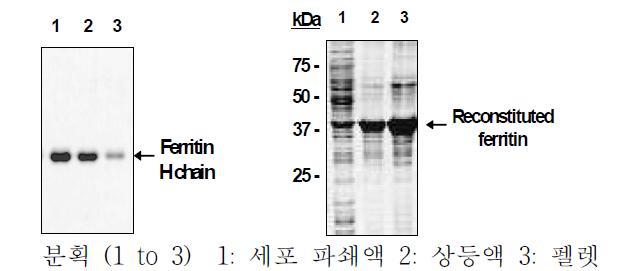 인체 페리틴 H-체인 단백질 발현 유도 및 조합합 페리틴 형성