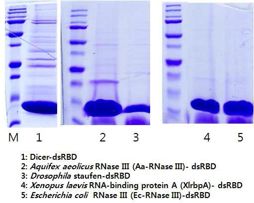5종의 dsRBD 도메인 발현 정제