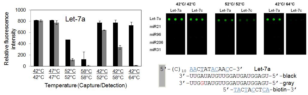 두 가지 프로브 및 온도를 이용한 Let-7a vs Let-7c 마이크로 RNA 분석