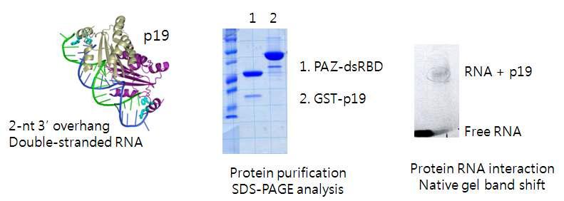 p19 단백질 정제 및 RNA 결합