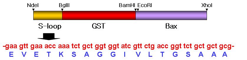 시그널 염기서열 (S-loop) 삽입