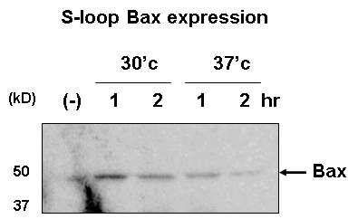 시그널 염기서열 (S-loop) 삽입을 통한 Bax 세포사멸 단백질 발현