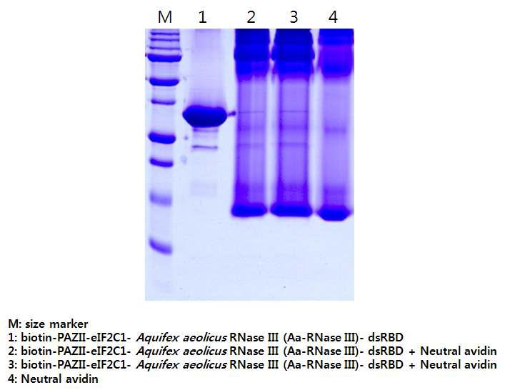 biotin-PAZ-dsRBD 발현 정제와 neutral avidin과의 결합