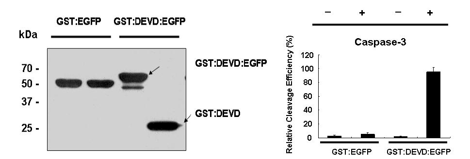 카스파제-3 활성 모니터링을 위한 GST:DEVD:EGFP 리포터의 Western Blotting 분석