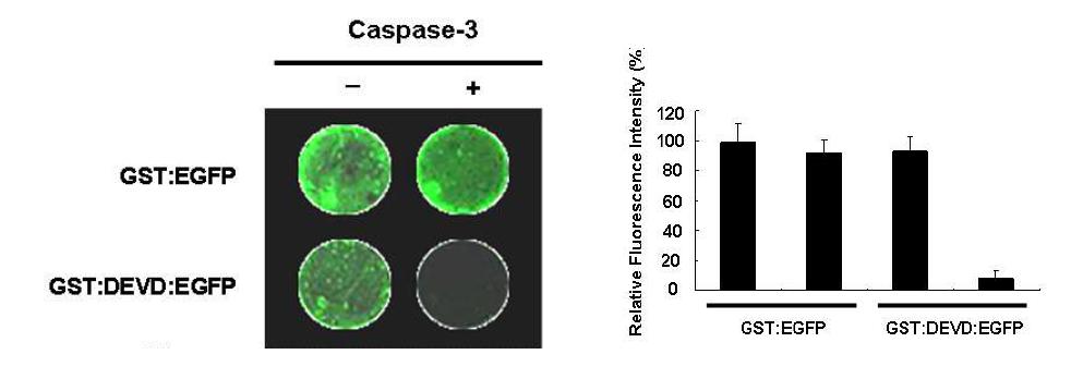 카스파제-3 의존적 GST:DEVD:EGFP 리포터의 형광분석
