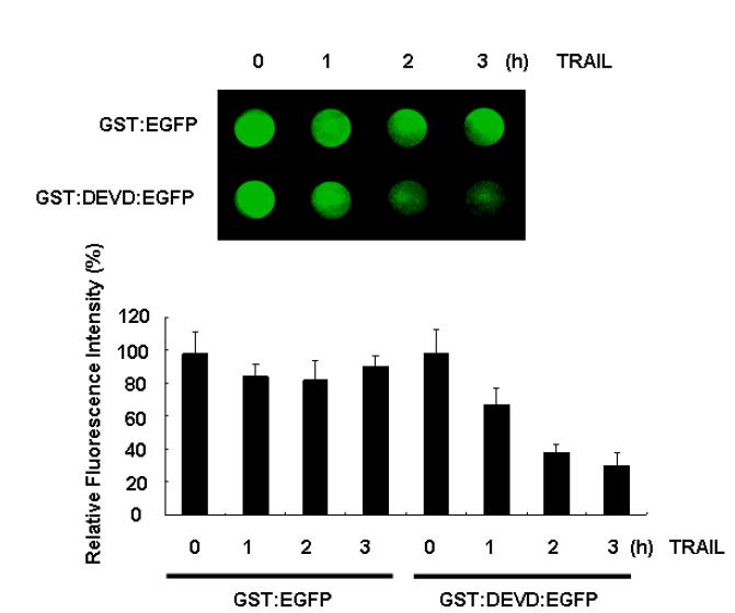GST:DEVD:EGFP 리포터를 이용한 대장암 세포의 카스파제-3 활성 모니터링