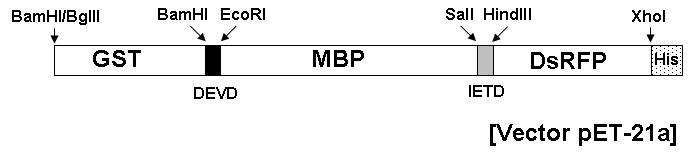 DEVD 및 IETD 모티프가 도입된 MBP-RFP 혼성 형광단백질 모식도