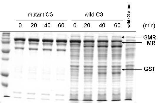 Mutant 카스파제-3 및 wild 카스파제-3를 사용한 기질의 절단 분석 비교