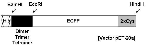 이중합체, 삼중합체, 사중합체 EGFP 제작 모식도