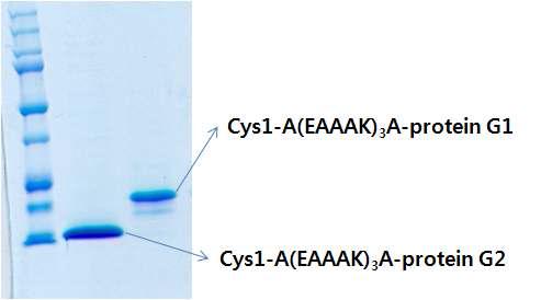 항체고정화 단백질 protein G 링커 변형체 확보