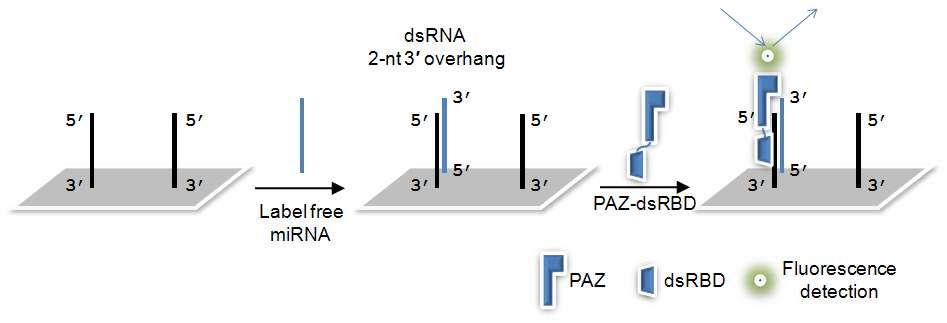 마이크로 RNA 결합 프로브를 이용한 분석법 개발