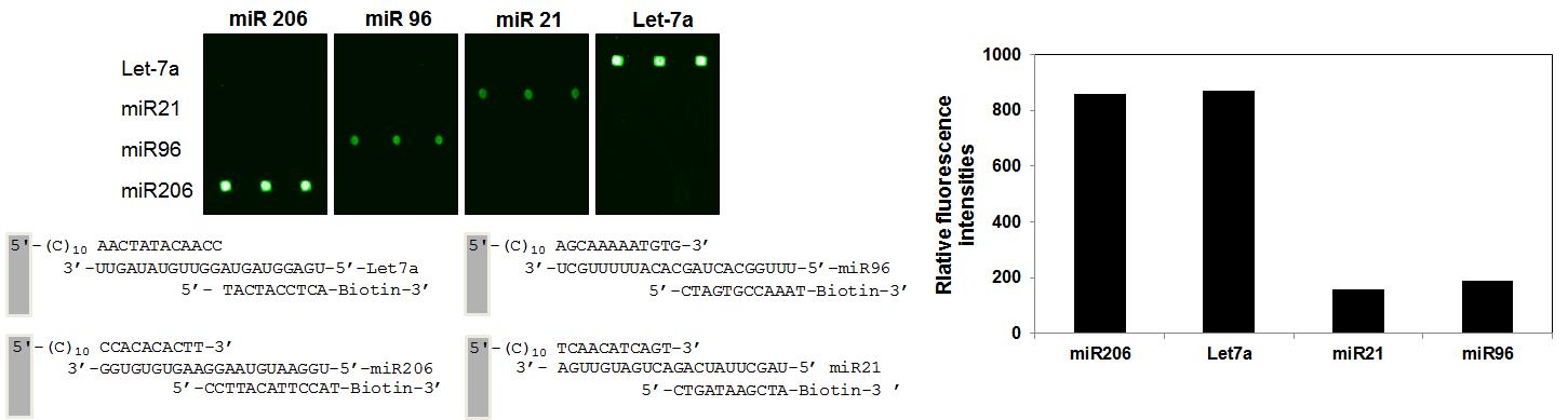 두 가지 DNA 프로브를 이용한 마이크로 RNA 분석
