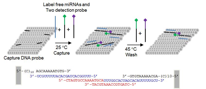 다중 DNA 프로브를 이용한 마이크로 RNA 분석