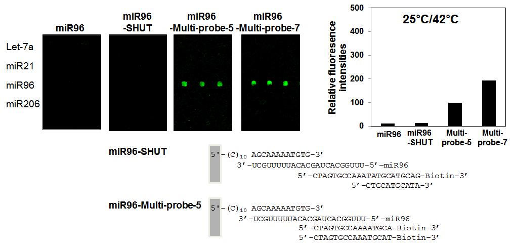 다중 DNA 프로브를 이용한 miR96 분석