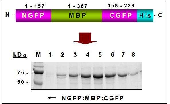 MBP 구조 변화 측정을 위한 모식도 및 NGFP:MBP:CGFP 혼성 단백질 분리 및 정제 (분획 1 to 8)