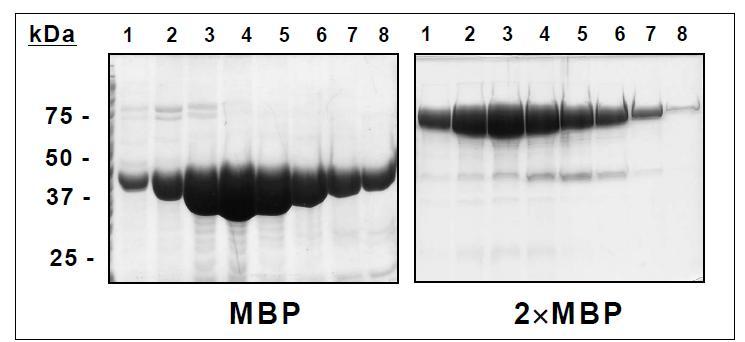 말토오스 결합 단백질 및 콘카타머 말토오스 결합단백질 모식도 및 재조합 단백질 생산 (분획 1 to 8)