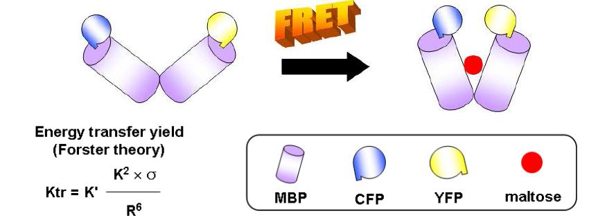 단백질 구조변화 측정을 위한 FRET 활용 MBP 재설계 모식도