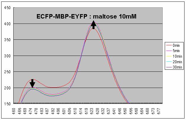 말토오스-MBP 상호작용의 FRET 분석