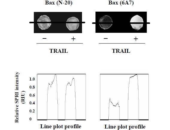 Bax 단백질의 구조 변화 모니터링을 위한 SPR 이미징 분석