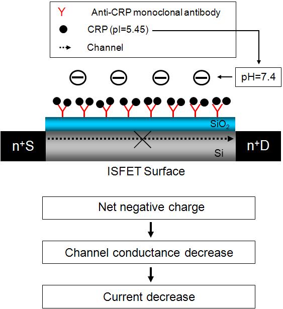 항체 항원 결합을 이용한 ISFET CRP 모니터링 시스템