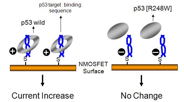 MOSFET를 이용한 변이 p53단백질 분석