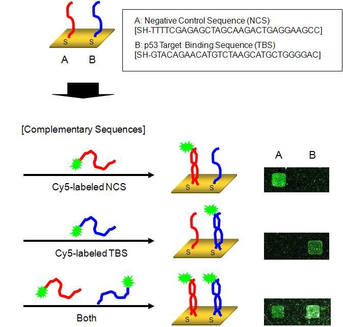 gold칩 표면위에서의 p53 결합 DNA의 고정화 test