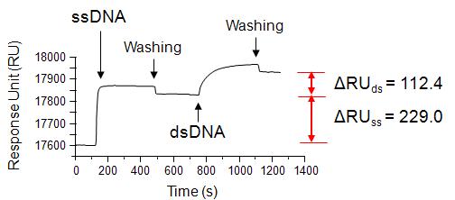 DNA 결합 SPR 분석