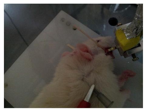 쥐의 안면신경을 절개하여 전극 삽입 후 신경신호를 측정하는 모습