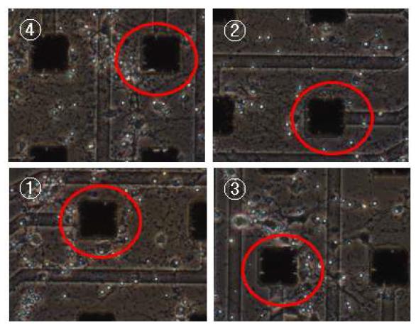 MED probe plate 에 배양 후 12일된 뇌세포 (10배 확대)