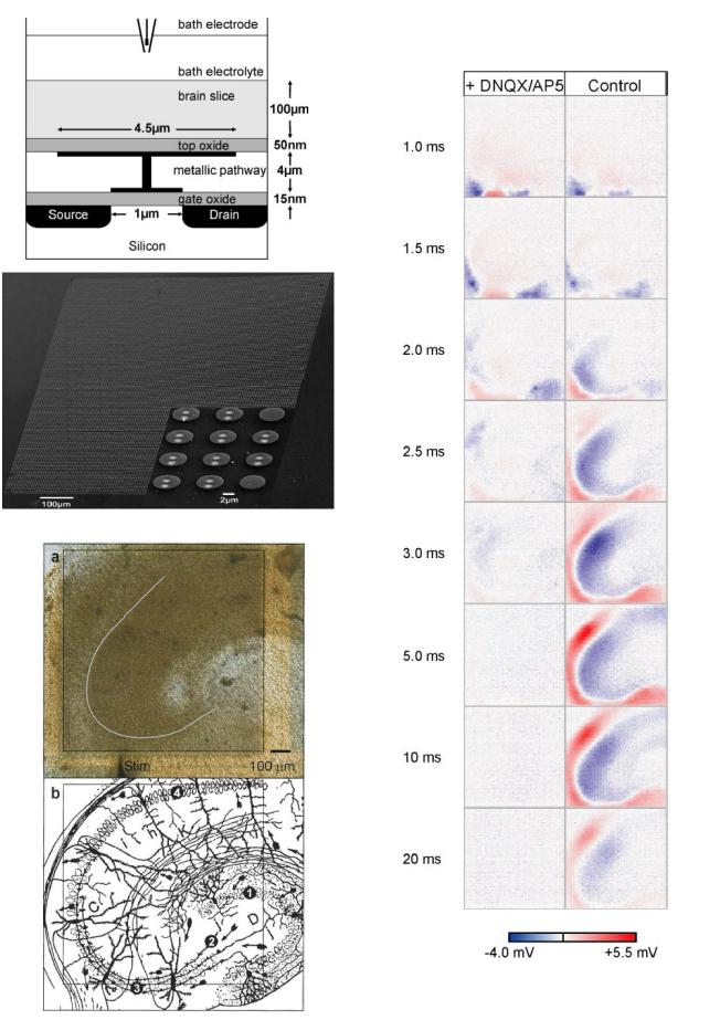 CMOS array 칩에 의한 신경신호의 검출 및 이미징