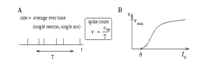 A. spike count로 정의된 firing rate의 수식적 표현과B. 근육 신경 세포에서의 firing rate의 증가되는 모습.