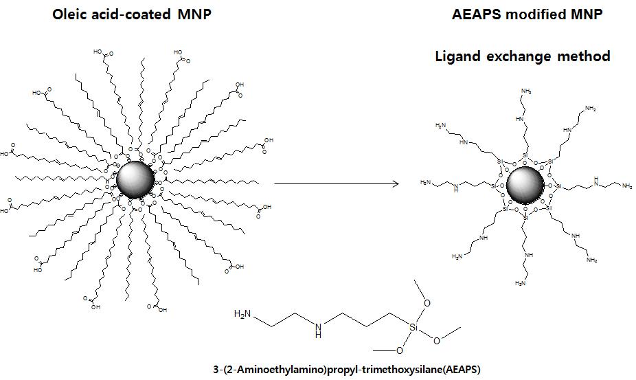 AEAPS로 코팅된 자성나노입자의 모식도