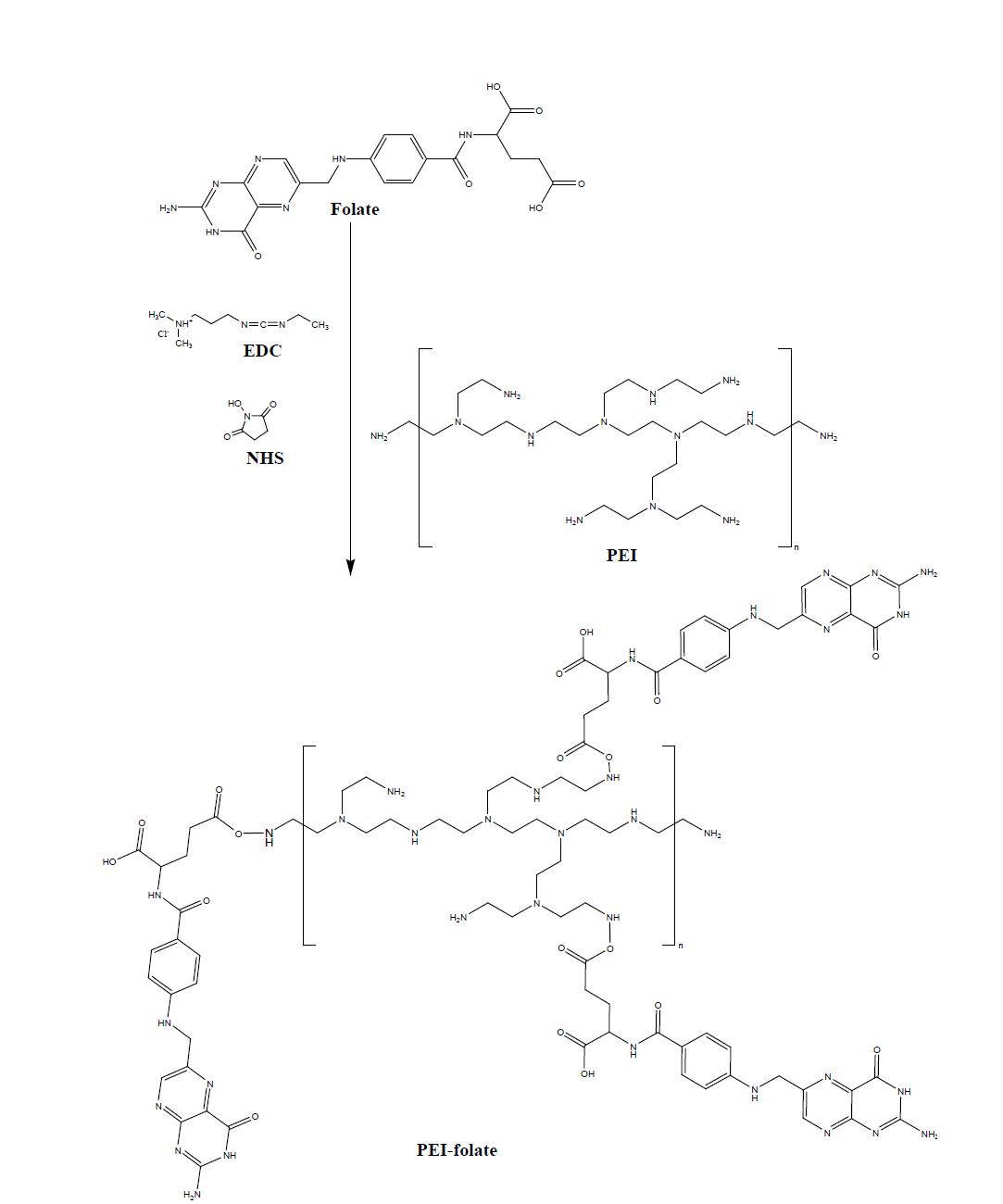 PEI-folate 합성 과정 모식도