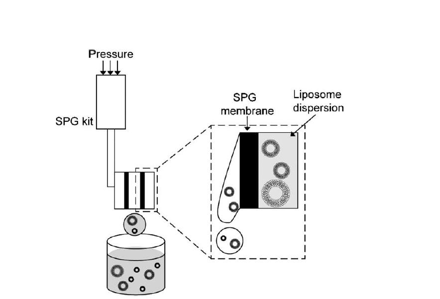 SPG membrane을 통한 에멀젼 제조