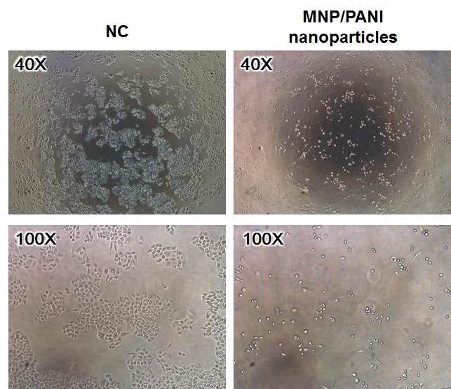자성-공액 고분자 나노복합체를 이용한 in vitro 항암 광열 특성 평가