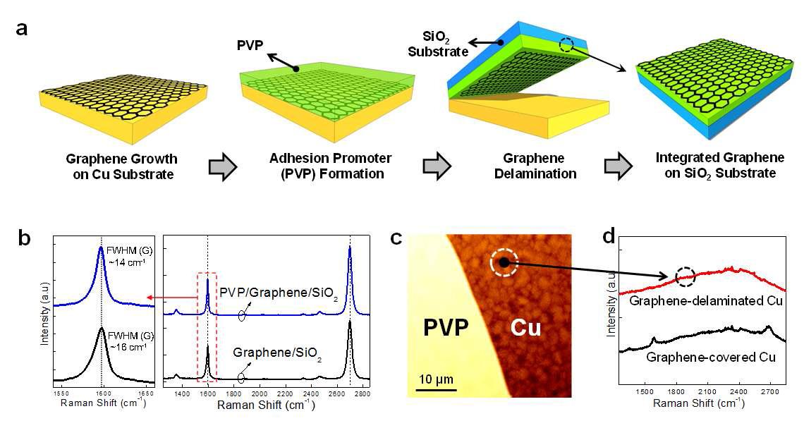 (a) PVP A dhesion Promoter를 이용한 그래핀 Layer Transfer 방법 (b) PVP 형성 전후에 대한 그래핀의 Raman 측정 결과 (c) Cu위에 성장된 그래핀이 박리된 부분에 대한 A FM 이미지 (d) 박리 전후에 대한 Raman 결과