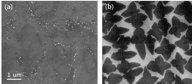 (a) A u particle이 decoration된 ICP CVD 그래핀의 SEM image, (b) Ruoff 그룹에서 발표한 그래핀의 grain 모양