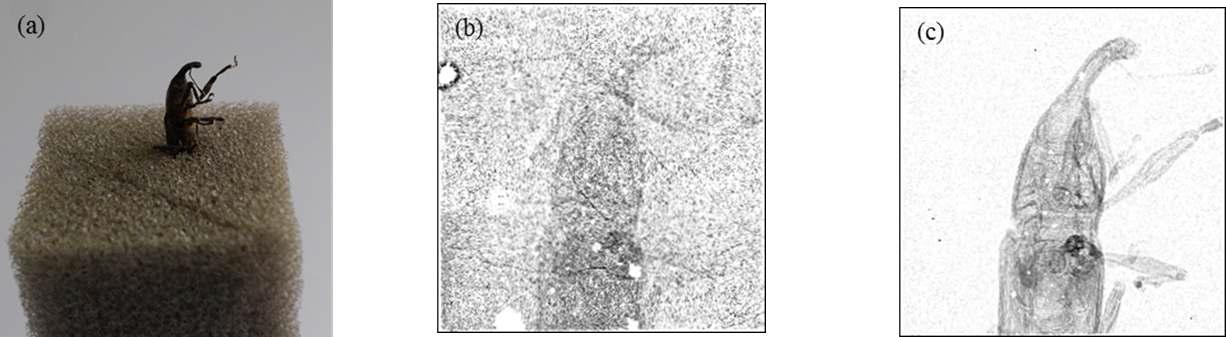 Bug 촬영 영상. (a) 스폰지에 고정된 Bug 사진 (b) 일반적인 flat field correction 방법을 적용하여 보정한 360번째 투영영상 (c) 제안된 flat field correction 방법을 적용하여 보정한 360번째 투영영상