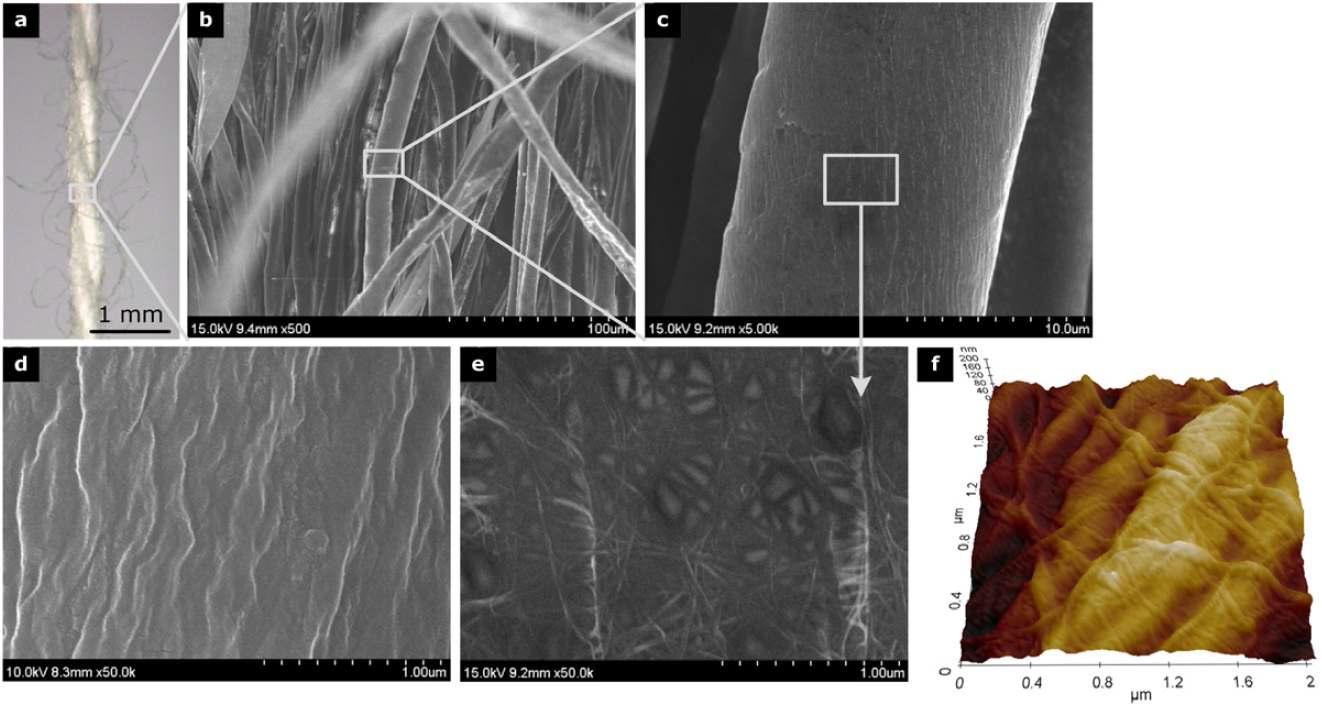단일벽탄소나노튜브가 코팅된 목화실의 주사전자현미경 사진 및 AFM 표면 분석