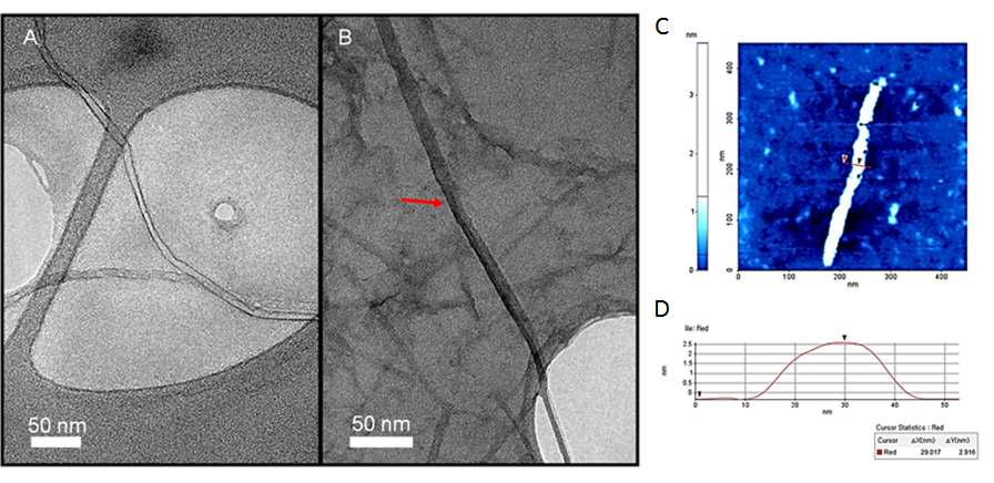 다중벽 탄소나노튜브(A) 투과전자현미경 사진, 환원된 산화 그래핀 나노리본의 (B) 투과전자현미경 (C) 원자간력현미경 사진 및 (D) 단면 프로파일
