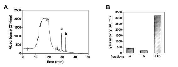 The final step in the purification of bacteriocin by RP-HPLC.